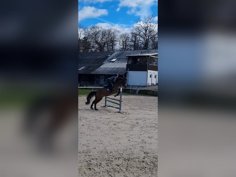 Weitere Warmblüter Mix Wallach 7 Jahre 163 cm Brauner in Frankenthal (Pfalz)