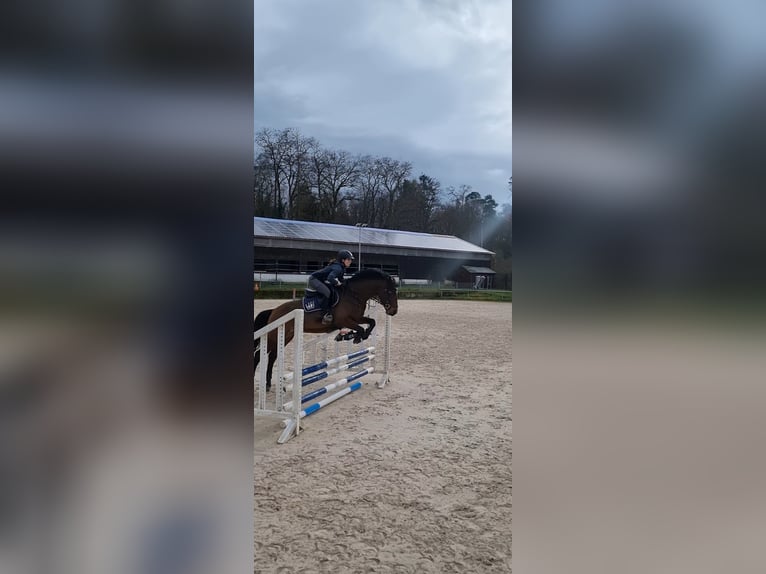 Weitere Warmblüter Mix Wallach 7 Jahre 163 cm Brauner in Frankenthal (Pfalz)