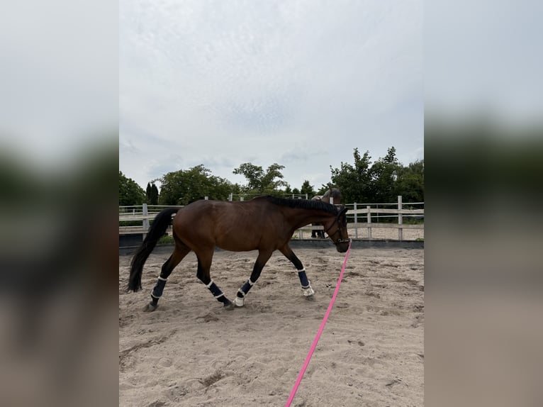 Weitere Warmblüter Mix Wallach 7 Jahre 163 cm Brauner in Frankenthal (Pfalz)
