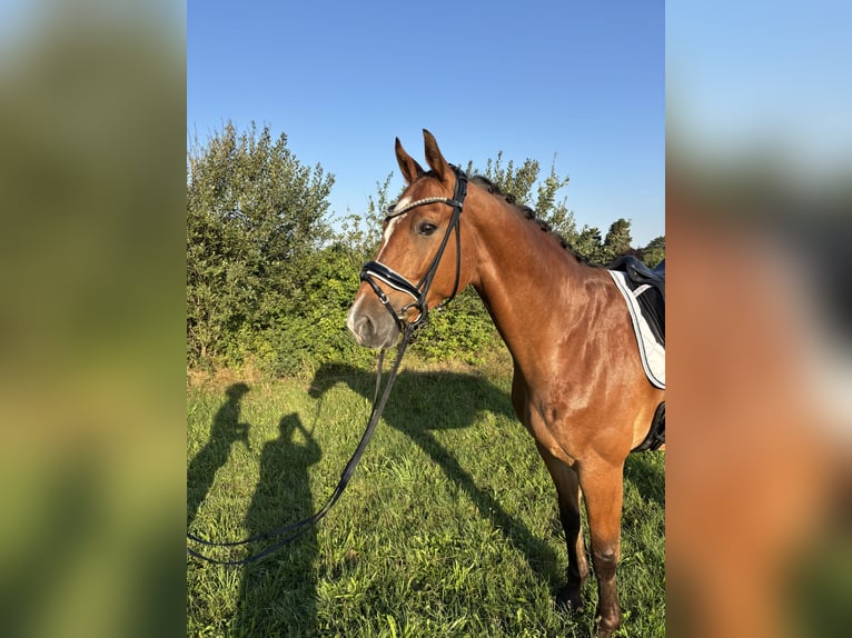 Weitere Warmblüter Wallach 7 Jahre 163 cm Brauner in Lehrte