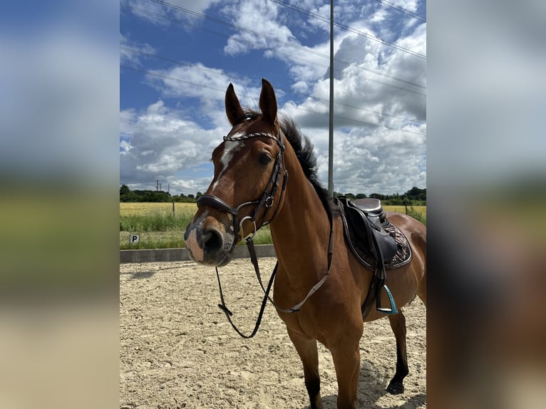 Weitere Warmblüter Wallach 7 Jahre 163 cm Brauner in Lehrte