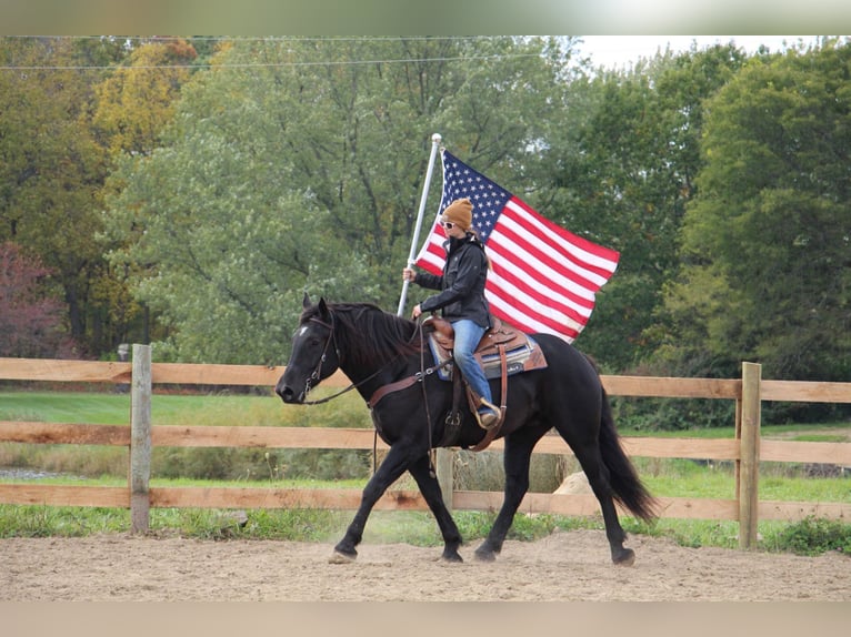 Weitere Warmblüter Wallach 7 Jahre 163 cm Rappe in Howell MI