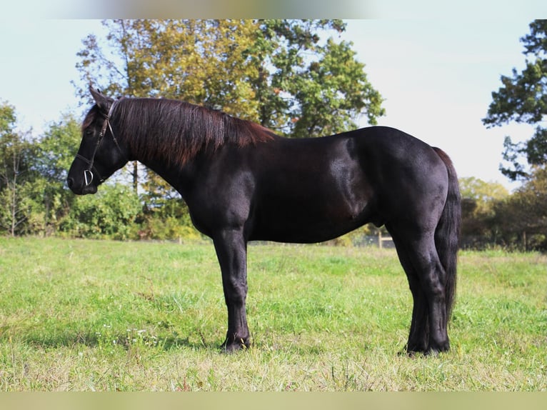 Weitere Warmblüter Wallach 7 Jahre 163 cm Rappe in Howell MI