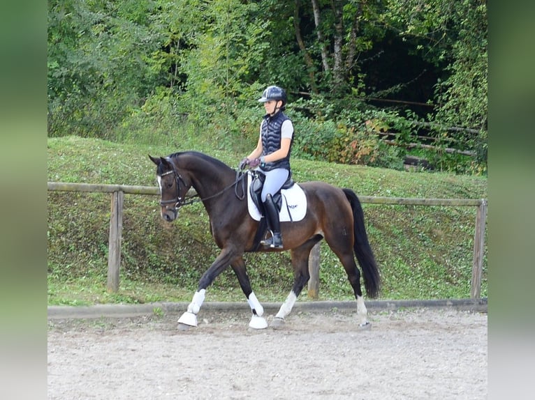 Weitere Warmblüter Wallach 7 Jahre 163 cm Schwarzbrauner in Wellheim