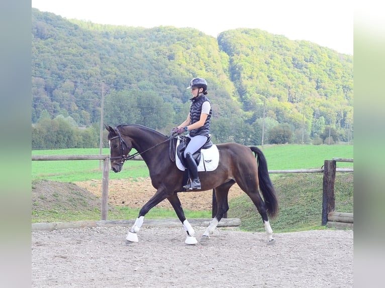 Weitere Warmblüter Wallach 7 Jahre 163 cm Schwarzbrauner in Wellheim
