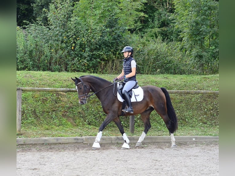 Weitere Warmblüter Wallach 7 Jahre 163 cm Schwarzbrauner in Wellheim