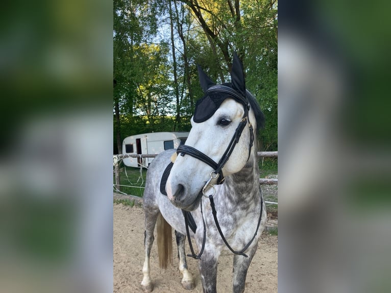 Weitere Warmblüter Wallach 7 Jahre 165 cm Apfelschimmel in Pramet