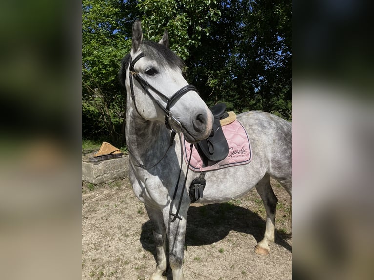 Weitere Warmblüter Wallach 7 Jahre 165 cm Apfelschimmel in Pramet