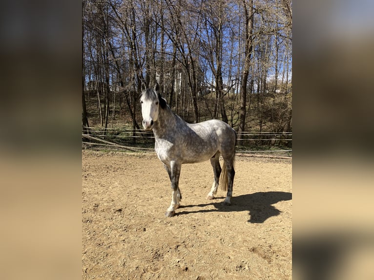 Weitere Warmblüter Wallach 7 Jahre 165 cm Apfelschimmel in Pramet