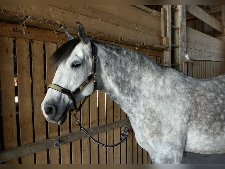 Weitere Warmblüter Wallach 7 Jahre 165 cm Apfelschimmel in Pramet