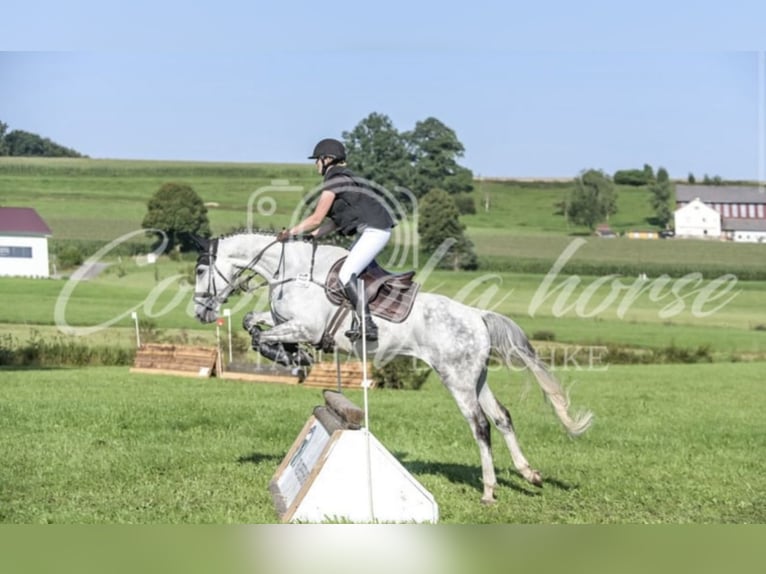 Weitere Warmblüter Wallach 7 Jahre 165 cm Apfelschimmel in Schemmerhofen