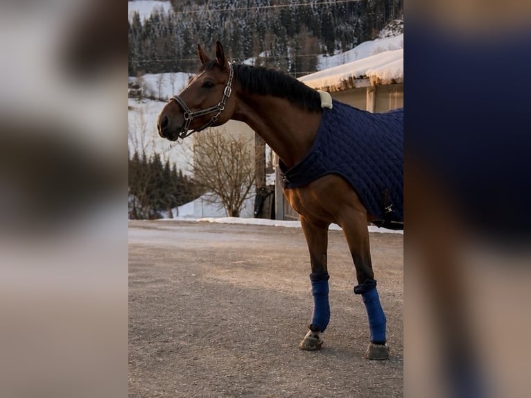 Weitere Warmblüter Wallach 7 Jahre 165 cm Brauner in Schladming