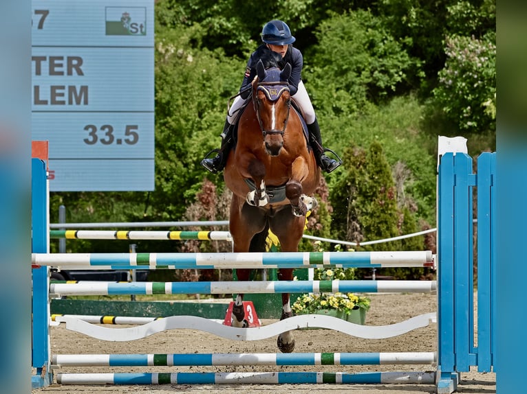 Weitere Warmblüter Wallach 7 Jahre 165 cm Brauner in Schladming