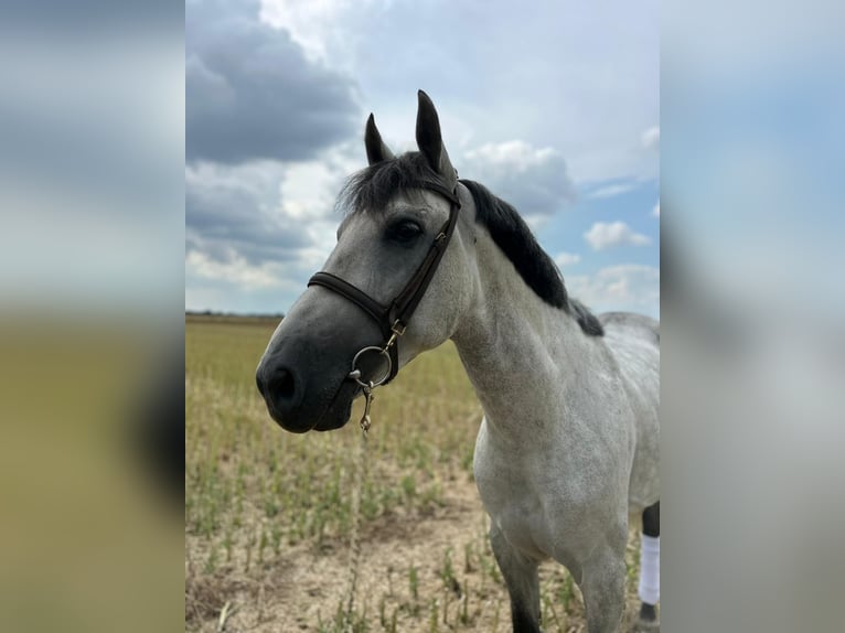 Weitere Warmblüter Wallach 7 Jahre 165 cm in Geilenkirchen