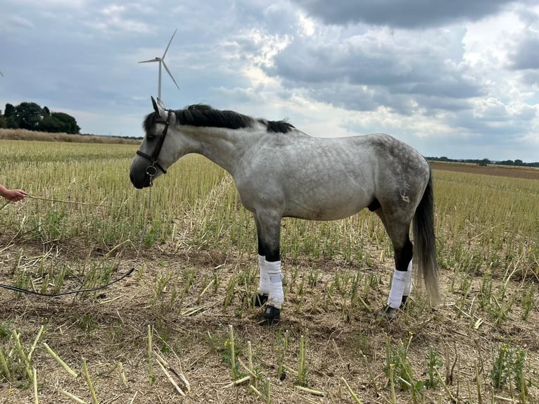 Weitere Warmblüter Wallach 7 Jahre 165 cm in Geilenkirchen