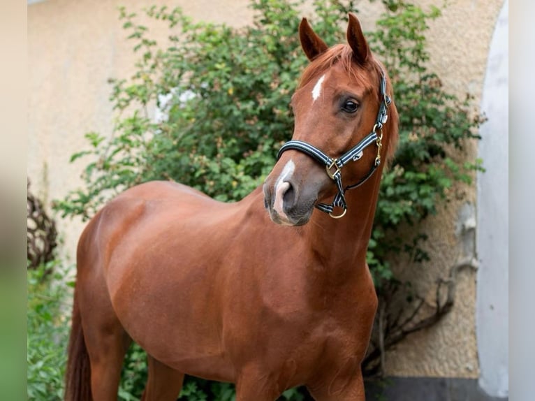 Weitere Warmblüter Wallach 7 Jahre 165 cm Fuchs in Feldkirchen an der Donau