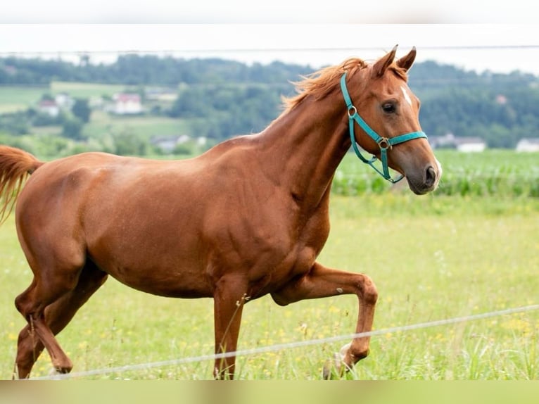 Weitere Warmblüter Wallach 7 Jahre 165 cm Fuchs in Feldkirchen an der Donau