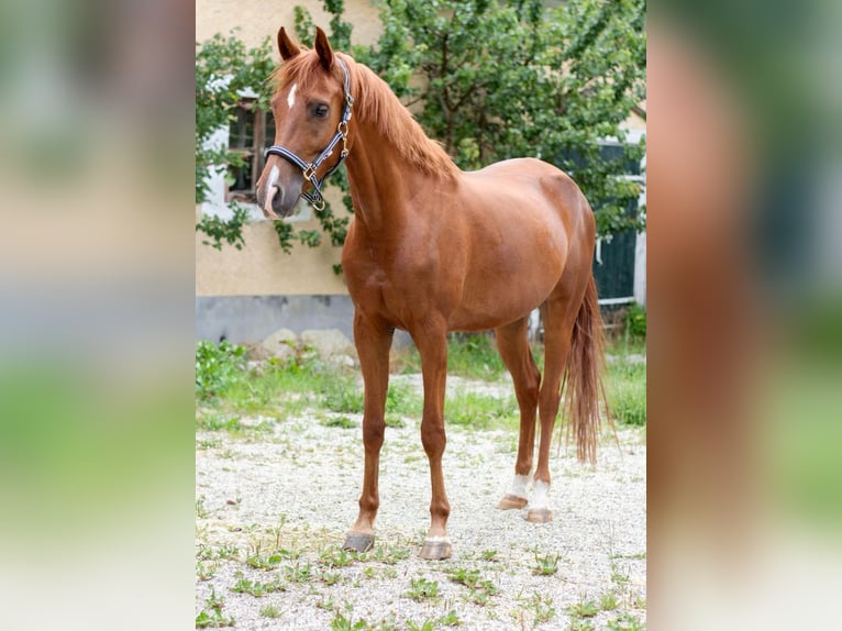 Weitere Warmblüter Wallach 7 Jahre 165 cm Fuchs in Feldkirchen an der Donau