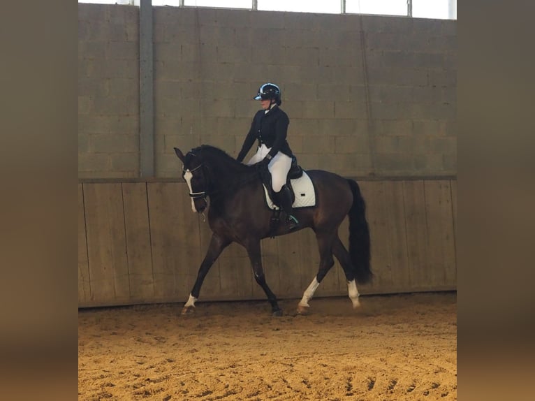 Weitere Warmblüter Mix Wallach 7 Jahre 165 cm Roan-Bay in Besate