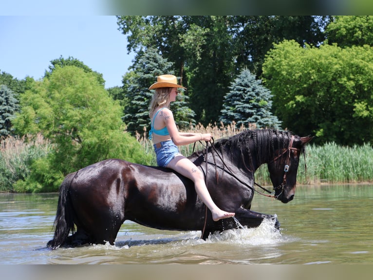 Weitere Warmblüter Wallach 7 Jahre 165 cm Rotbrauner in Oviedo