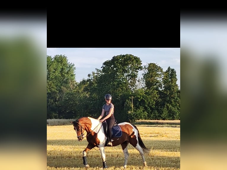 Weitere Warmblüter Wallach 7 Jahre 165 cm Schecke in Moers