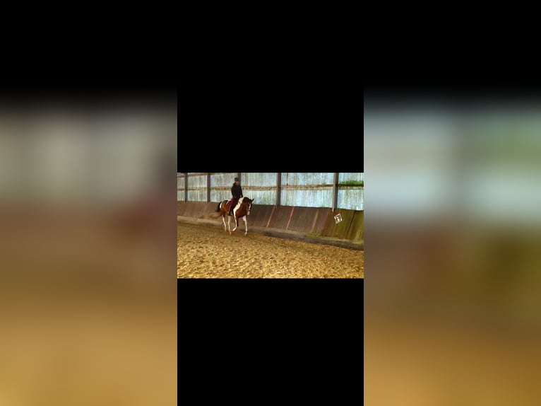Weitere Warmblüter Wallach 7 Jahre 165 cm Schecke in Moers