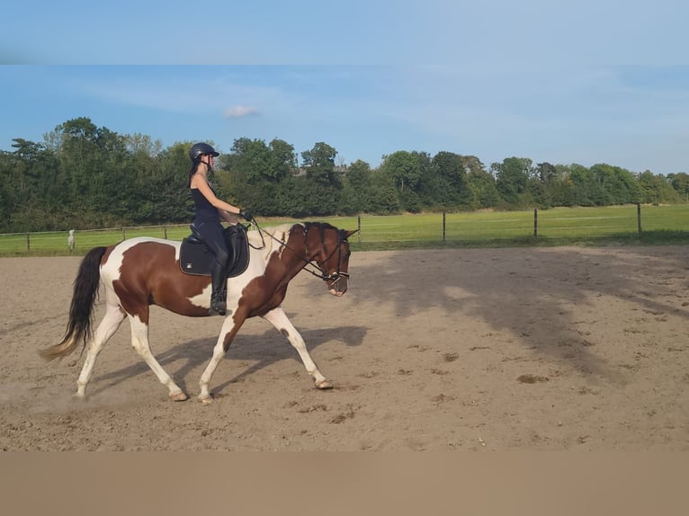 Weitere Warmblüter Wallach 7 Jahre 165 cm Schecke in Moers