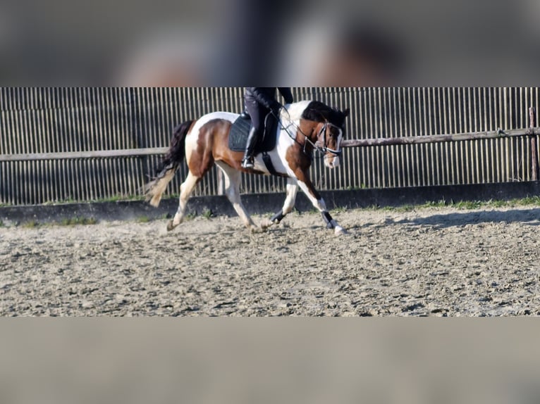 Weitere Warmblüter Wallach 7 Jahre 165 cm Schecke in Moers