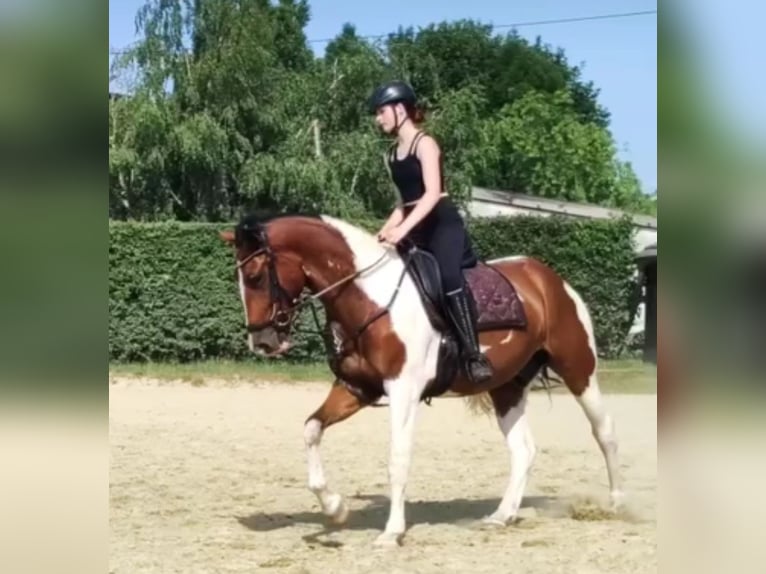 Weitere Warmblüter Wallach 7 Jahre 165 cm Schecke in Moers
