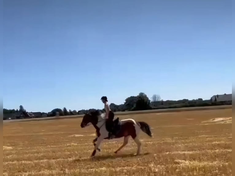 Weitere Warmblüter Wallach 7 Jahre 165 cm Schecke in Moers