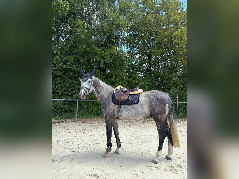 Weitere Warmblüter Wallach 7 Jahre 167 cm Apfelschimmel in Bickendorf