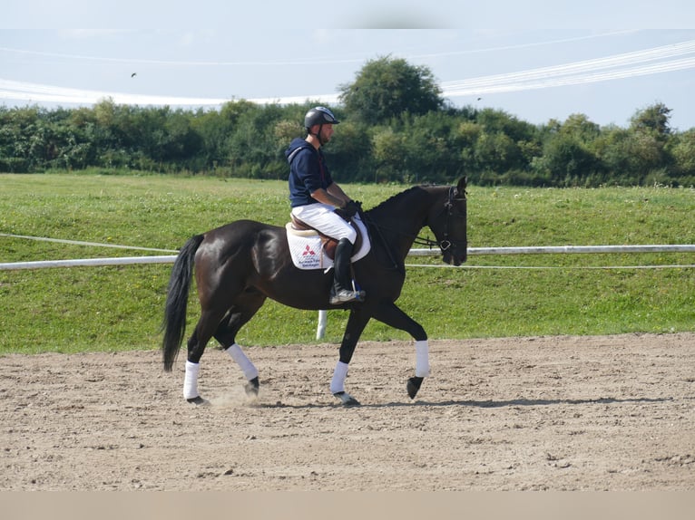Weitere Warmblüter Wallach 7 Jahre 167 cm Dunkelbrauner in Ganschow