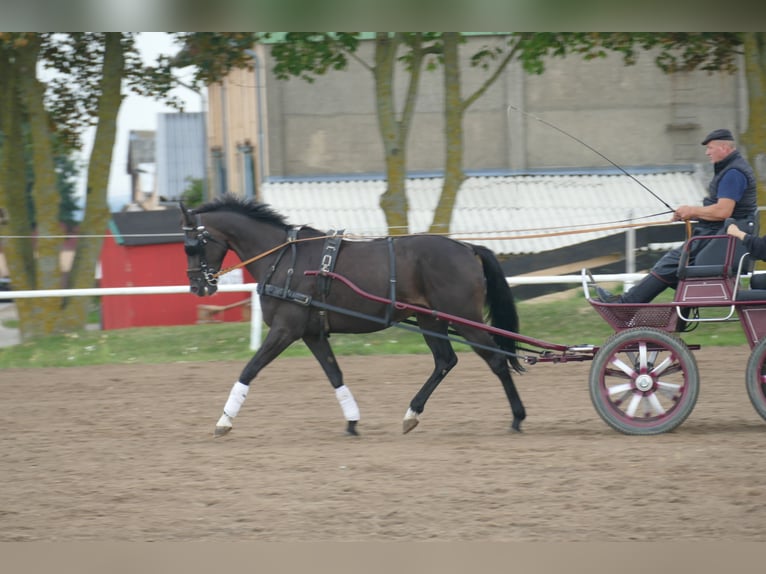 Weitere Warmblüter Wallach 7 Jahre 167 cm Dunkelbrauner in Ganschow