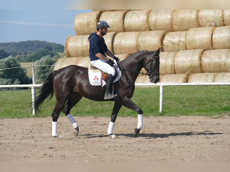 Weitere Warmblüter Wallach 7 Jahre 167 cm Dunkelbrauner in Ganschow