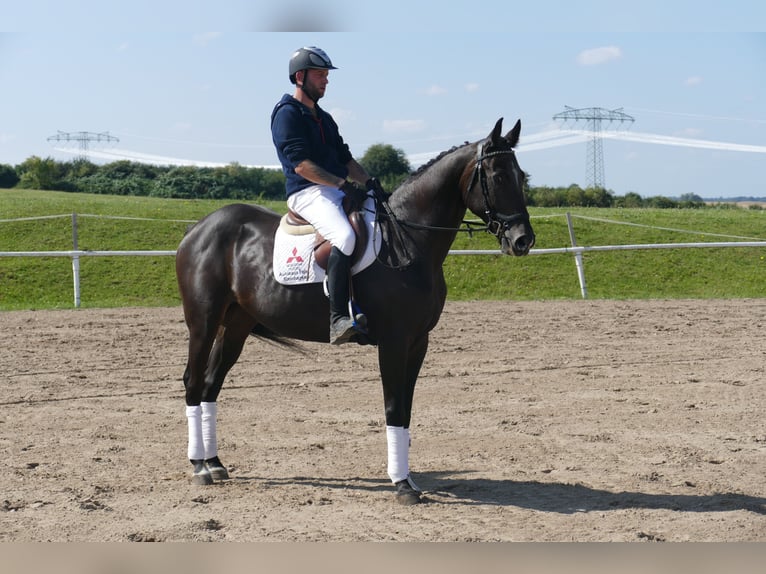 Weitere Warmblüter Wallach 7 Jahre 167 cm Dunkelbrauner in Ganschow