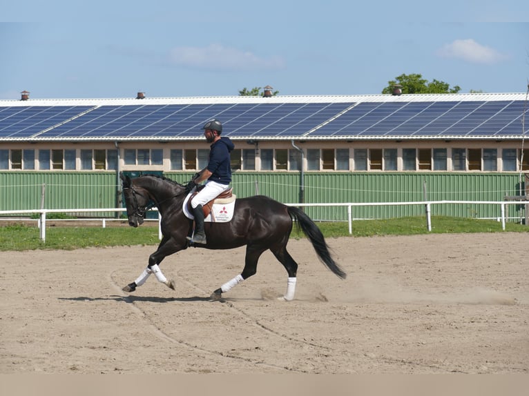 Weitere Warmblüter Wallach 7 Jahre 167 cm Dunkelbrauner in Ganschow