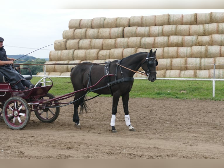 Weitere Warmblüter Wallach 7 Jahre 167 cm Dunkelbrauner in Ganschow