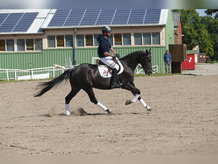 Weitere Warmblüter Wallach 7 Jahre 167 cm Dunkelbrauner in Ganschow
