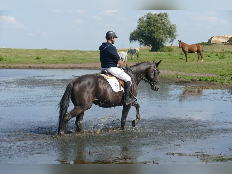 Weitere Warmblüter Wallach 7 Jahre 167 cm Dunkelbrauner in Ganschow