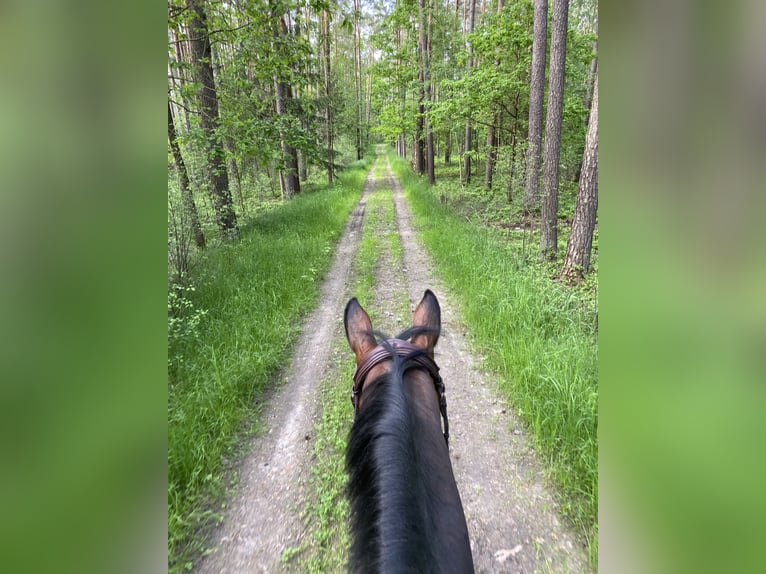 Weitere Warmblüter Wallach 7 Jahre 168 cm  in Weisendorf