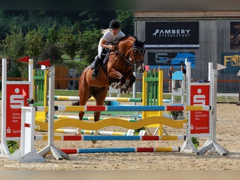 Weitere Warmblüter Wallach 7 Jahre 168 cm  in Weisendorf