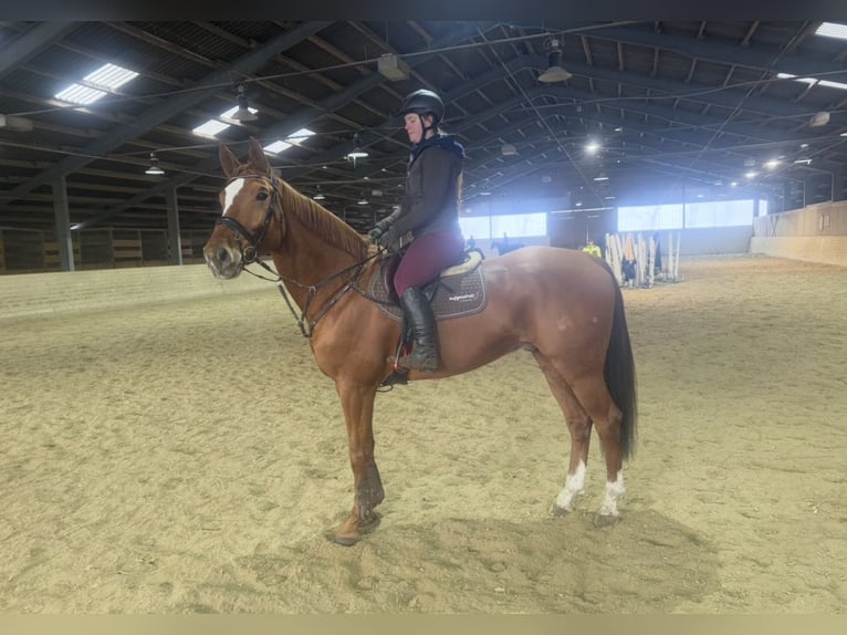 Weitere Warmblüter Wallach 7 Jahre 168 cm Fuchs in Pelmberg
