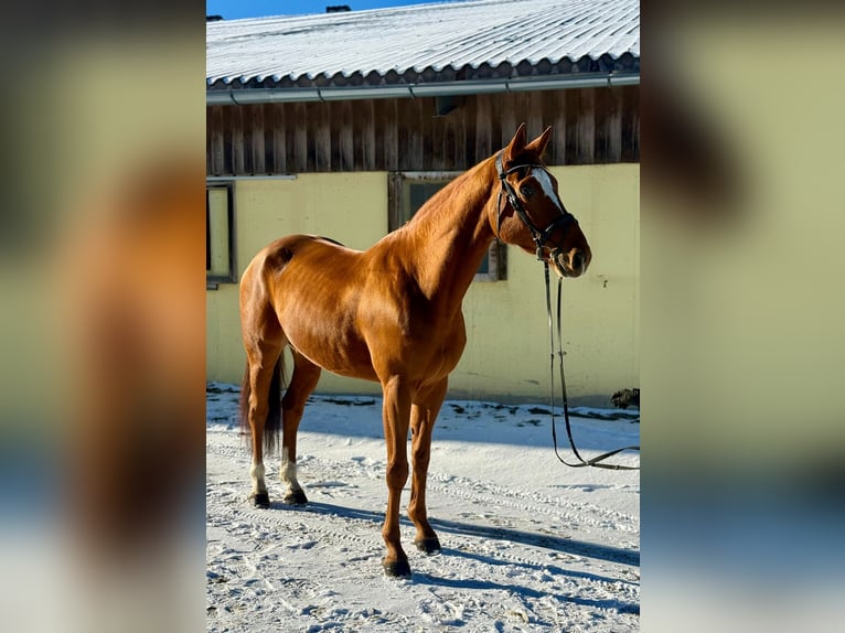 Weitere Warmblüter Wallach 7 Jahre 168 cm Fuchs in Pelmberg