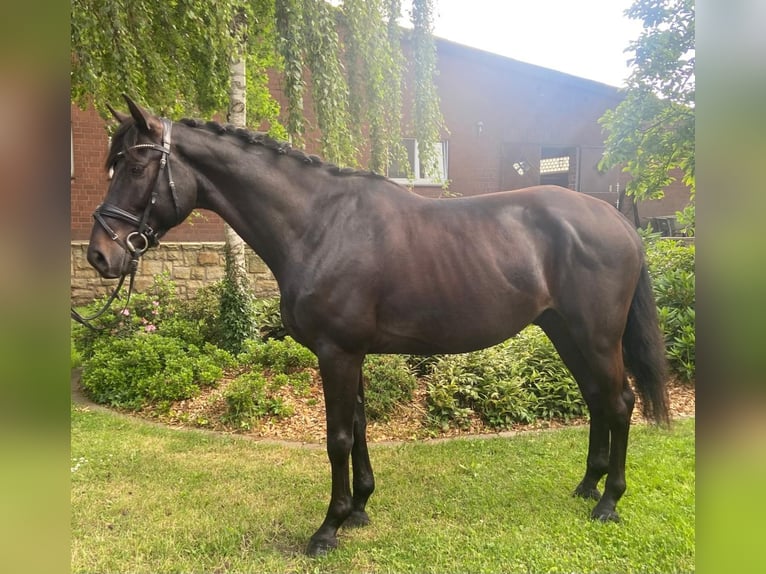Weitere Warmblüter Wallach 7 Jahre 168 cm Rappe in Hopsten