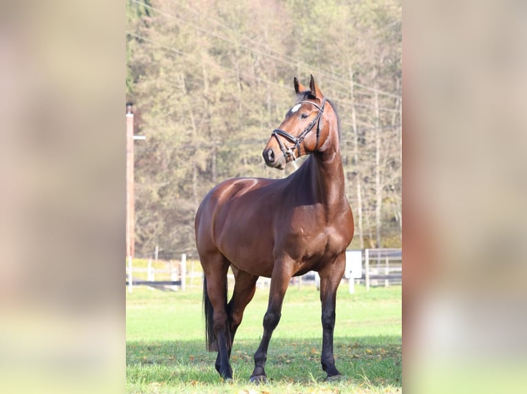 Weitere Warmblüter Wallach 7 Jahre 170 cm Brauner in Tillmitsch