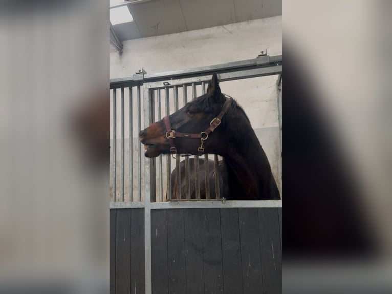 Weitere Warmblüter Wallach 7 Jahre 170 cm Dunkelbrauner in POZNAŃ