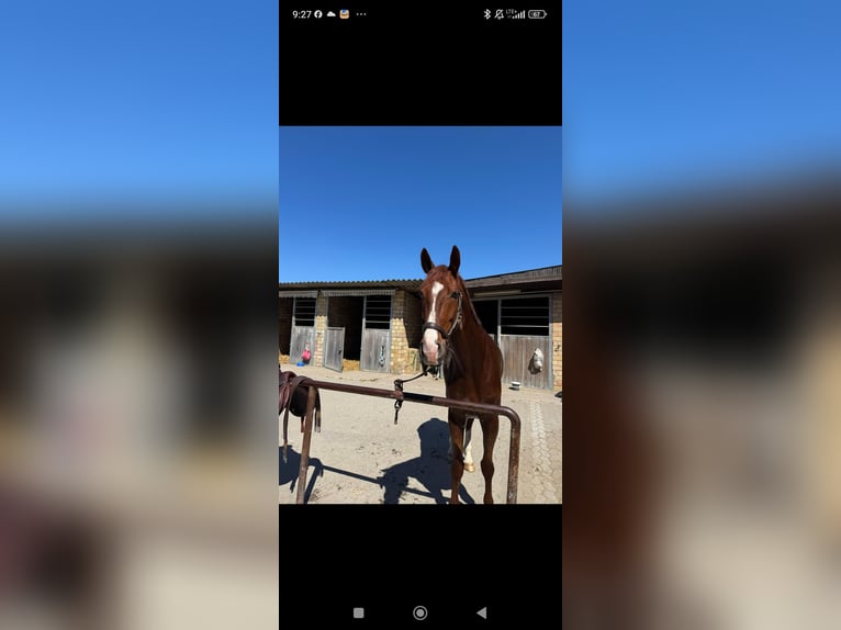 Weitere Warmblüter Wallach 7 Jahre 170 cm Dunkelfuchs in Essen