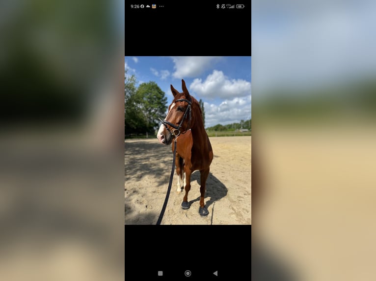 Weitere Warmblüter Wallach 7 Jahre 170 cm Dunkelfuchs in Essen