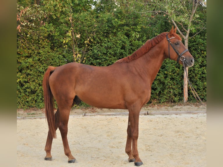 Weitere Warmblüter Wallach 7 Jahre 170 cm Dunkelfuchs in Schattendorf
