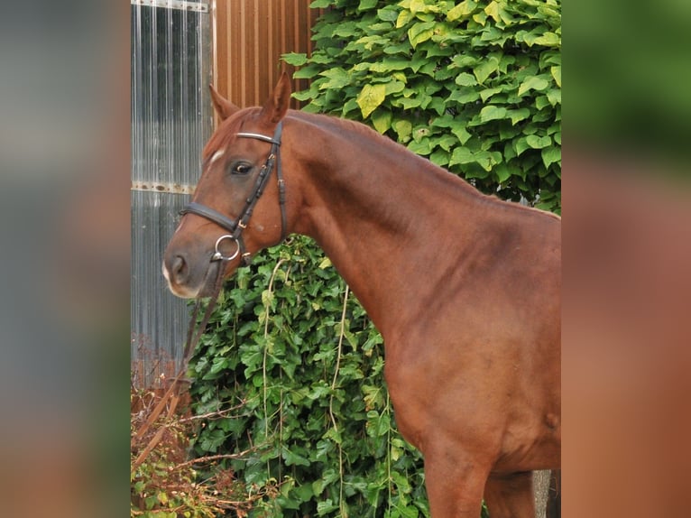 Weitere Warmblüter Wallach 7 Jahre 170 cm Dunkelfuchs in Schattendorf